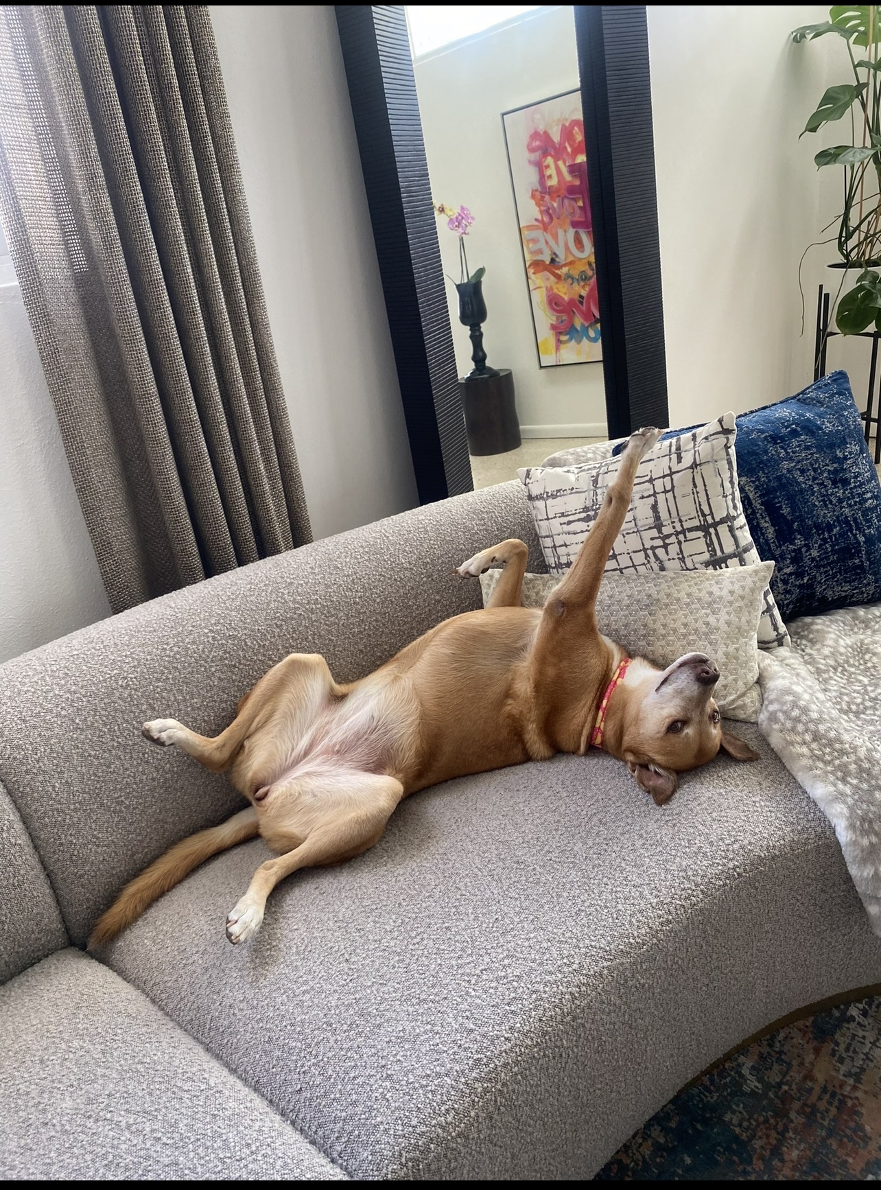 Lila on the couch